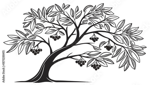 Small Medicinal Clove Tree Vector with Buds and Dark Berries, Professional Black Illustration for Apothecary and Wellness Brand Identity
