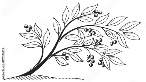Minimalist Organic Clove Tree with Berries, Modern Black Vector Silhouette for Clean Sustainable Brand Logos and Botanical Art