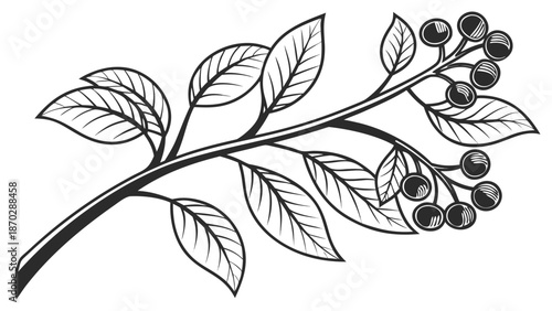 Luxury Herbal Clove and Berry Tree Silhouette, Elegant Black Vector Illustration for Premium Cosmetic and Wellness Product Design