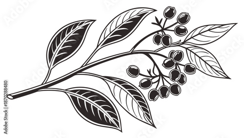 Elegant Black Clove Tree Vector Art with Fine Berries and Buds, Suitable for High-End Herbal Tea and Culinary Packaging Designs