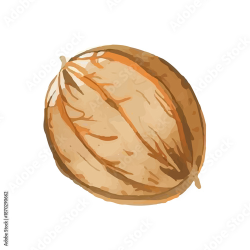 Slice coconut tropical drink white background. Coconut vector 