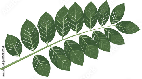 Green walnut tree branch with detailed pinnate leaves isolated on white background botanical nature foliage vector illustration for organic design