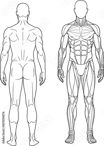 Human muscular system anatomy illustration showing front and back body views detailed muscle structure for medical education fitness vector