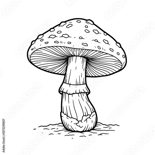 Hand drawn mushroom