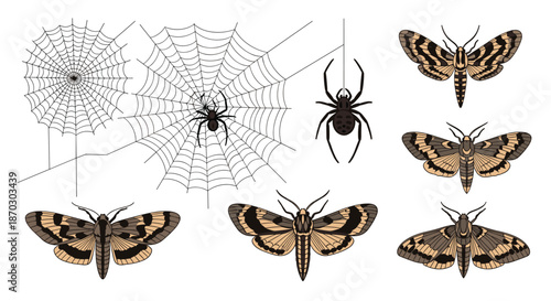Gothic and Halloween-themed set of illustrations featuring black widow spiders, intricate spiderwebs, and several detailed moths.