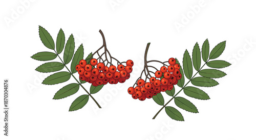 Botanical illustration of two clusters of red rowanberries with green pinnate leaves, isolated on a clean and simple white background.