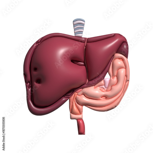 3D Design anatomy of human. Human Organ Anatomy Cartoon.