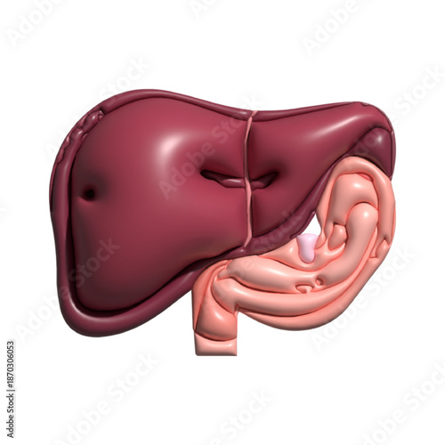 3D Design anatomy of human. Human Organ Anatomy Cartoon.