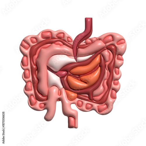 3D Human anatomy collection. Human Organ Anatomy Cartoon.