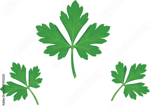 Fresh Green Parsley Leaf Vector Set with Natural Herb Foliage Shapes for Cooking, Botanical Design, Organic Food Branding, and Culinary Illustrations