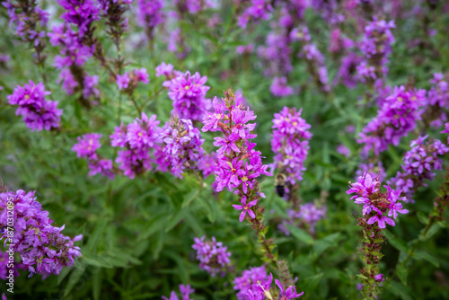Purple Loosestrife Flowers With Green Leaves Growing In A Field Outdoor Nature Scene For Gardening And Landscaping Projects And Floral Backgrounds