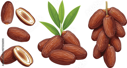 Dried Dates Fruit Vector Set with Whole and Cut Date Palm Fruits, Natural Sweet Snacks for Healthy Food, Nutrition, and Packaging Designs