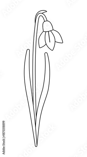 One snowdrop isolated on a white background. Linear icon, vector illustration, coloring page. Early spring flower, Easter time. Mother's day spring holiday illustration. Galánthus nivális. 