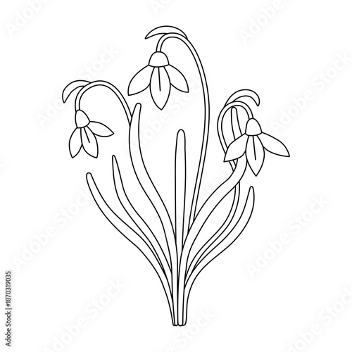 Snowdrops isolated on a white background. Linear icon, vector illustration, coloring page. Early spring flower, Easter time. Mother's day spring holiday illustration. Galánthus nivális.