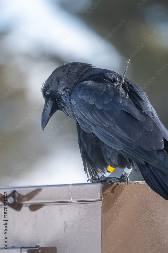 Obraz premium A common raven wearing a gps transmitter device and is also banded for research. Taken January, 28, 2022