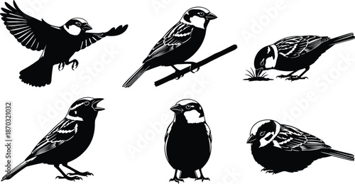 Black and white sparrow vector illustration set featuring bird silhouettes flying, perched on branch, feeding, singing, and nesting, vintage woodcut style, isolated.