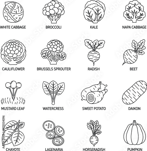Labeled vegetable line icons set featuring cabbage broccoli kale radish and root vegetables.