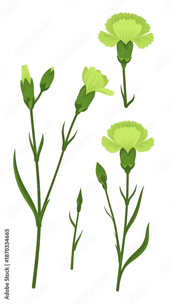 Obraz premium Illustrated light green carnation flowers and buds with delicate stems and leaves