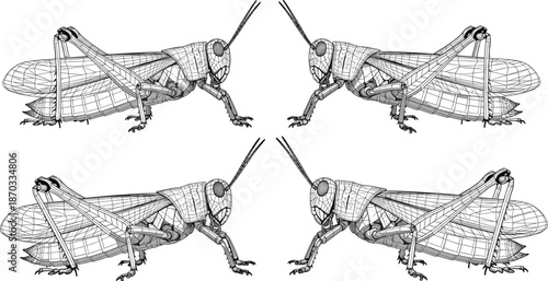 Wireframe Grasshopper Insect Set with Detailed Mesh Structure Technical Black and White Vector Illustration