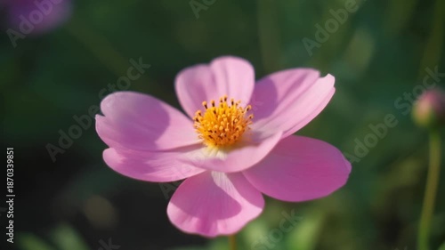 Pink Cosmos Flower in Full Bloom.