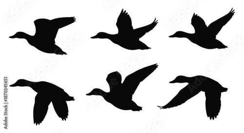 A flock of birds in flight depicted as dark shapes against a white background silhouette