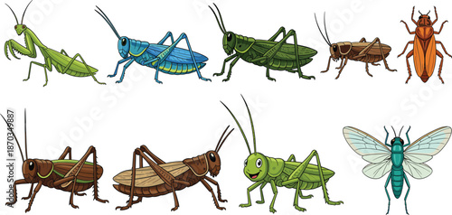 Insect Collection with Grasshopper Cricket Mantis Beetle and Fly in Different Colors Vector Illustration Set