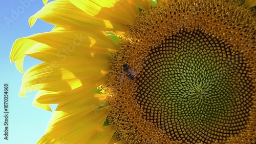 4K slow motion footage. Stunning macro shot honeybee pollinating vibrant yellow sunflower against clear blue sky. High-detail footage capturing nature's beauty and intricate patterns flower core