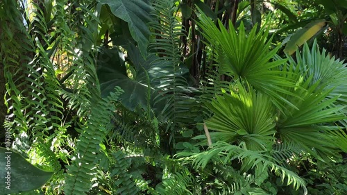 Video 4k footage. Lush tropical garden showcasing vibrant fan palms delicate ferns and large Alocasia leaves. Sunlight filters through dense green foliage creating serene and exotic jungle atmosphere