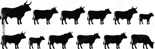 Black cow and calf silhouettes set, cattle livestock collection with bulls, farm animal poses, isolated rural flat vector illustration