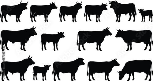 Black cow silhouettes set with bulls calves and cattle poses, farm livestock collection, isolated rural animal flat vector illustration