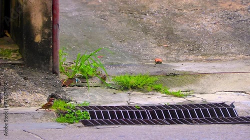 Sparrows sparrows birds birds searching for food on the ground.