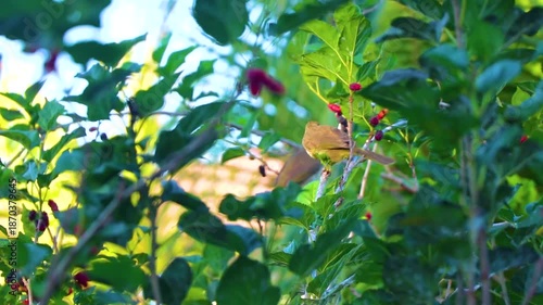 Yellow tropical bird eats mulberries from a bush tree in Thailand.
