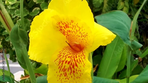 Tropical yellow blossom blossoms flower flowers in Thailand.