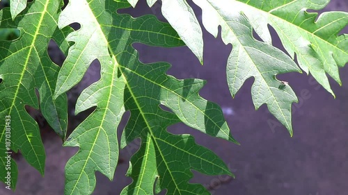 Papaya tree with leaves flowers leaf and stem Phuket Thailand.
