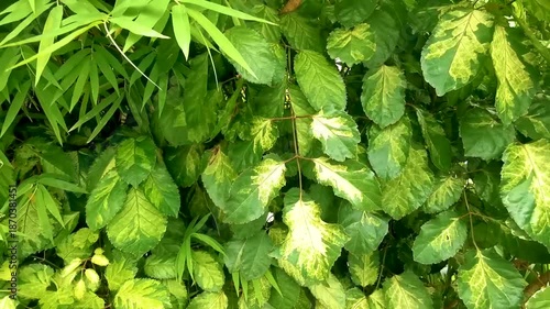 tropical garden plant plants tree flower leaf leaves in Thailand.