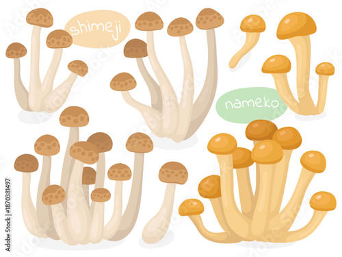 Collection of cute illustrations of Asian mushrooms, nameko, shimeji.  Tasty mushrooms, ingredients for cooking. Illustration for packaging, restaurant menu, natural food store.