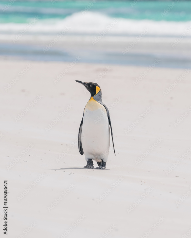 Fototapeta premium A Cute King Penguin Stands on The Beach Head Up Falkland Islands Volunteer Point Penguin Colony. Antarctica Travel Excursion. Wildlife Natural Habitat