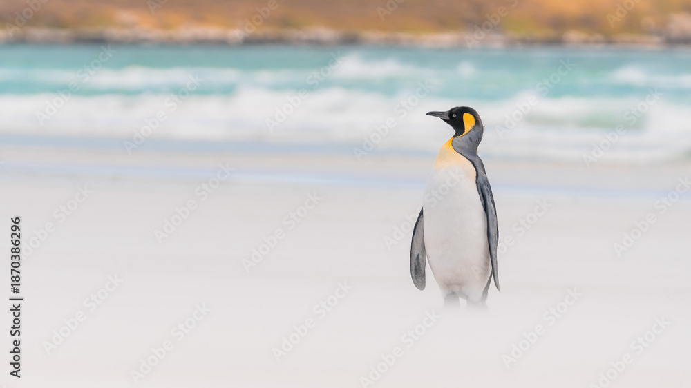 Fototapeta premium A King Penguin Stands on The Beach Wind Storm Falkland Islands Volunteer Point Penguin Colony. Antarctica Travel Excursion. Wildlife Natural Habitat