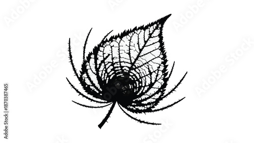 Intricate skeletonized leaf with delicate veins against a clean white background.