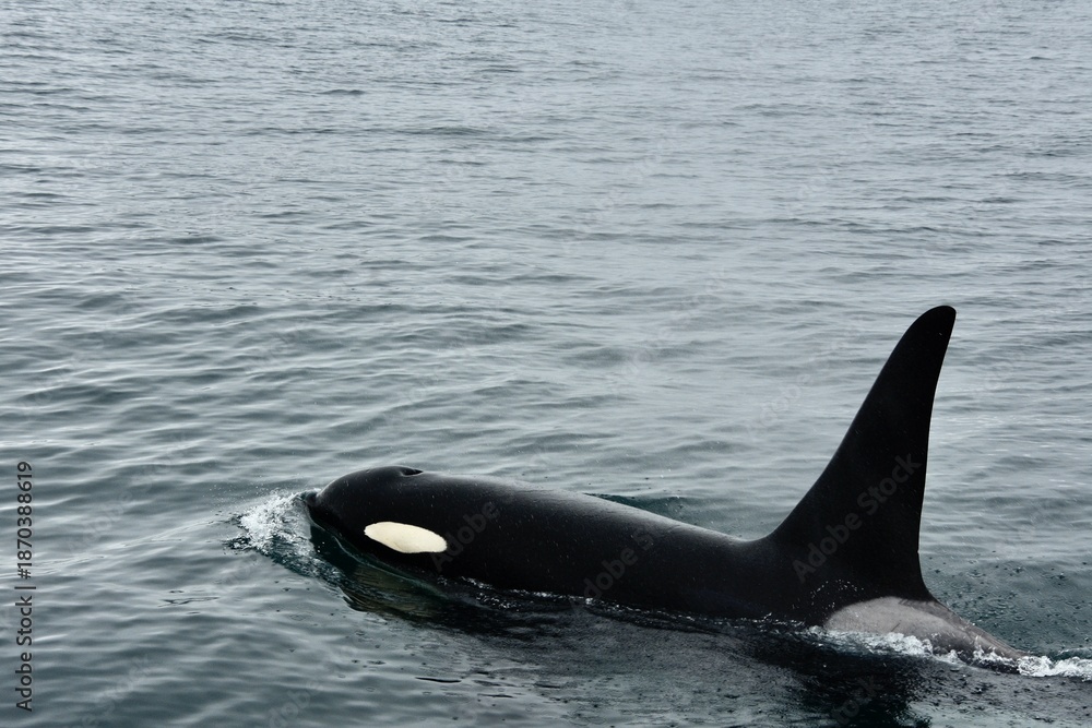 Fototapeta premium Orca up close, whale in the sea