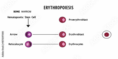 Erythropoiesis process diagram showing red blood cell development in bone marrow