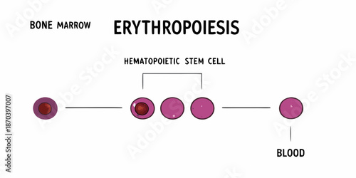 Erythropoiesis process within bone marrow stages of red blood cell development