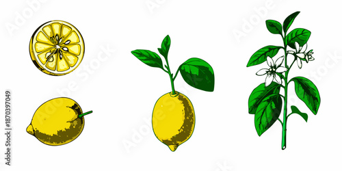 A botanical illustration showcasing various stages of lemon growth and blossoms