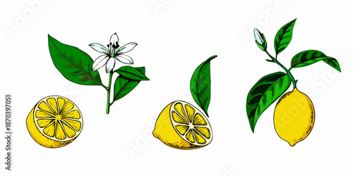 A botanical illustration featuring lemons lemon slices blossoms and vibrant green leaves