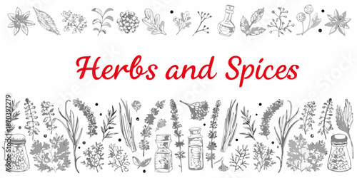 A decorative collection of hand drawn herbs spices and botanical illustrations