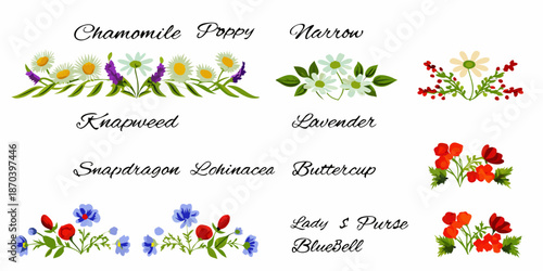 An arrangement of watercolor floral illustrations featuring various wildflower species