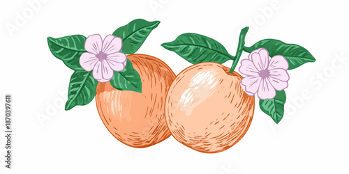 A charming illustration of ripe apricots with delicate pink blossoms and green leaves