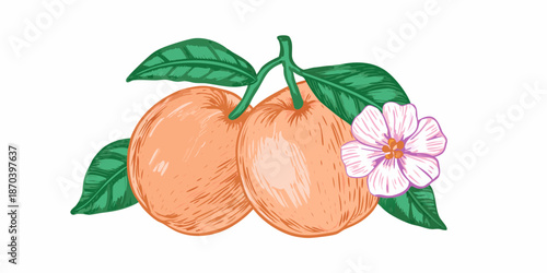 A delightful illustration of ripe apricots blossoms and vibrant green leaves