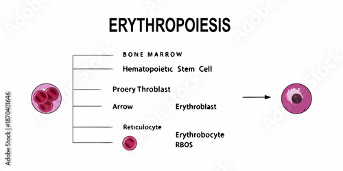 Erythropoiesis process bone marrow development of red blood cells illustrated