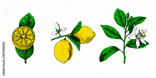 A botanical illustration of lemons leaves blossoms and a sliced citrus fruit